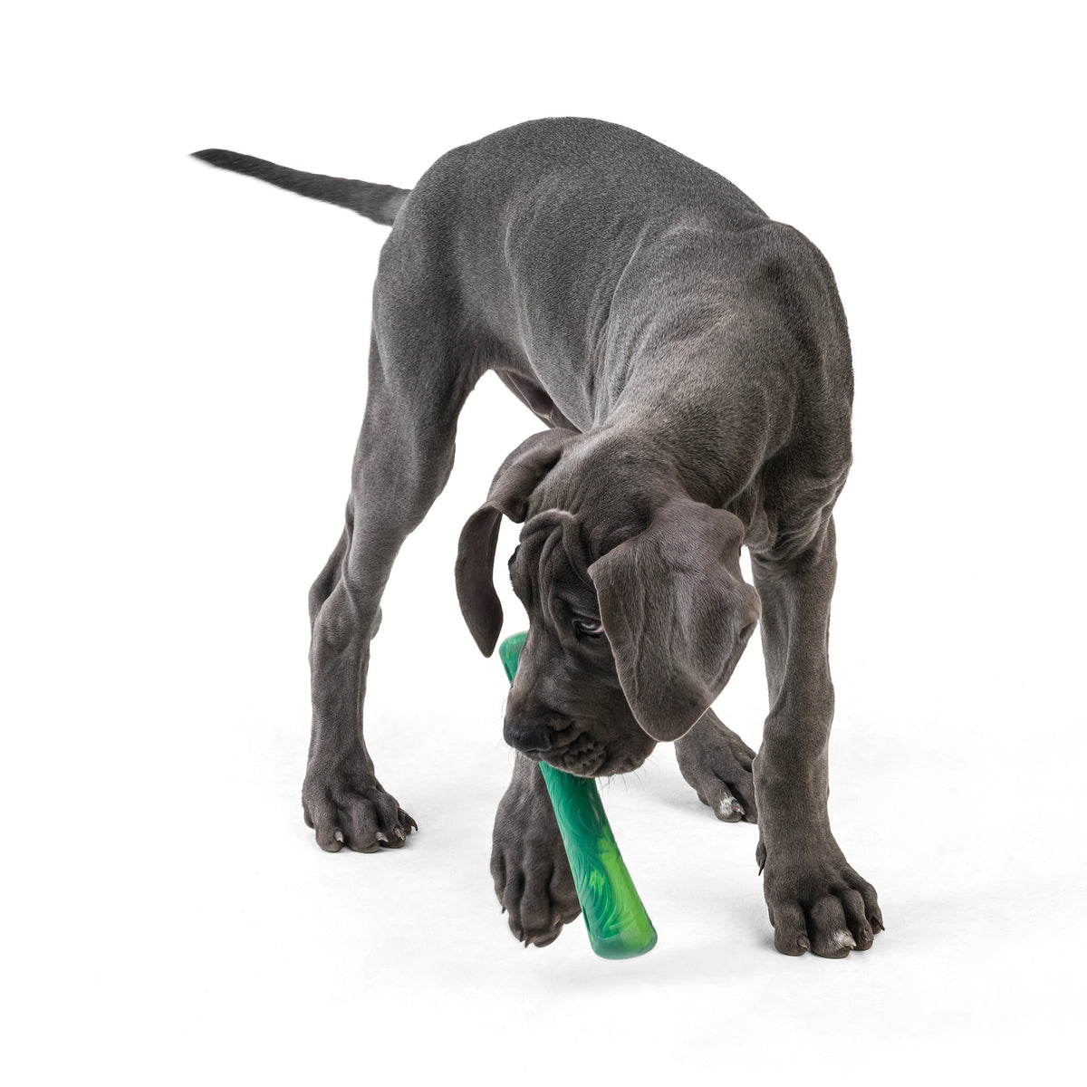 Daily Care Fetch and Chew Drifty Dog Toy made from Ocean-Bound Recycled Plastic - Small for daily home and personal routines with pet care treats and accessories