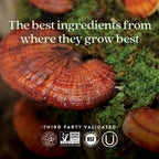 Routine Ready Healthy Aging, Reishi Mushroom for daily home and personal routines with general everyday essentials