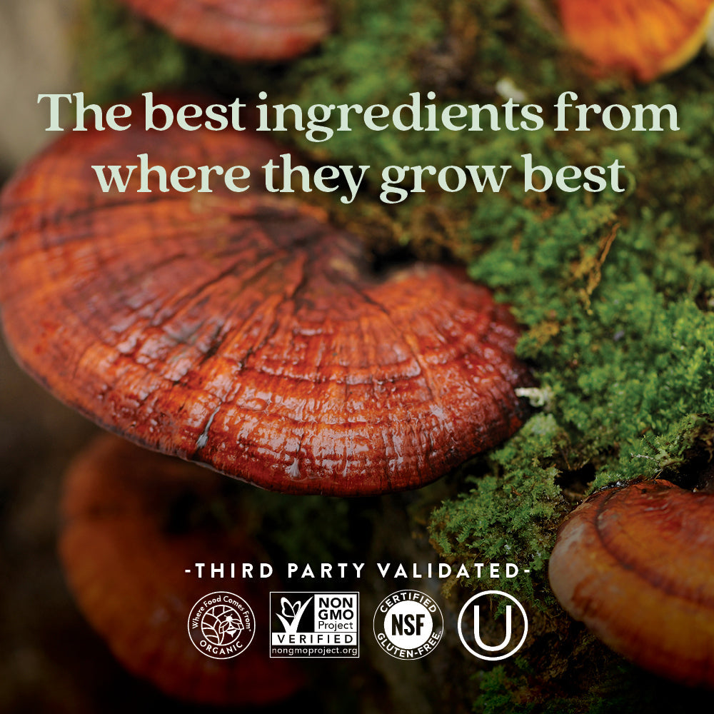 Routine Ready Healthy Aging, Reishi Mushroom for daily home and personal routines with general everyday essentials