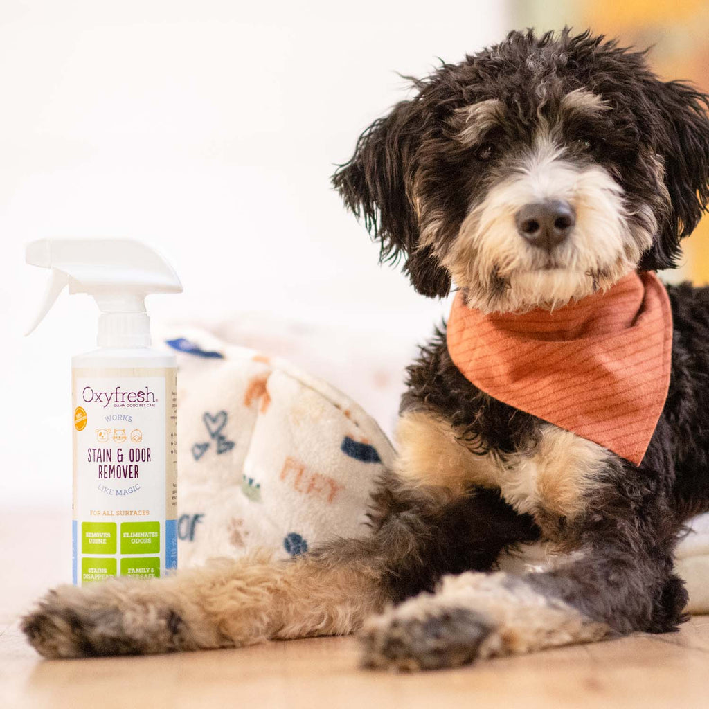 Practical Living All-Surface Pet Stain and Odor Eliminator for daily home and personal routines with facial skin and sun care
